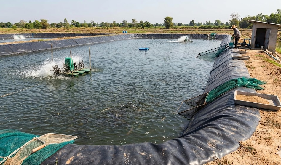 মাছ চাষ এবং পানি সংরক্ষণে জিও শিটের উপকারিতা