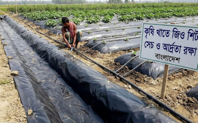 কৃষি খাতে জিও শিটের অভিনব ব্যবহার: সেচ ও মাটির আর্দ্রতা রক্ষা
