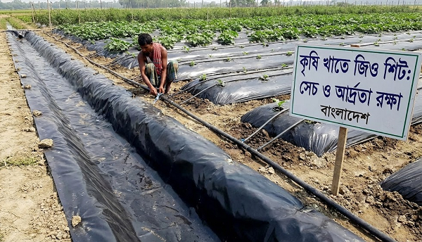 কৃষি খাতে জিও শিটের অভিনব ব্যবহার: সেচ ও মাটির আর্দ্রতা রক্ষা