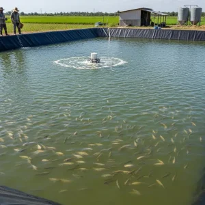 ফিশ ফার্মিং পন্ড লাইনার - বায়োফ্লক ও মাছ চাষের জন্য আদর্শ